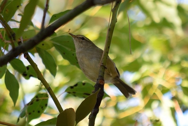 環境を整えて待つ 野鳥の来る庭のつくりかた 太陽と風とブロックのお庭つくり