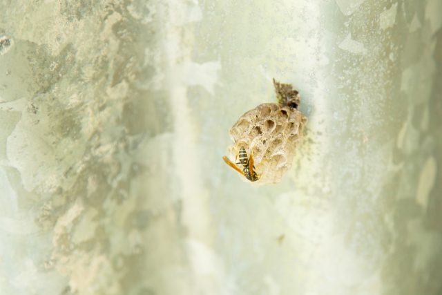 庭で蜂を見かけたら 近くに巣があるかも 蜂の種類の見分け方と駆除方法 太陽と風とブロックのお庭つくり