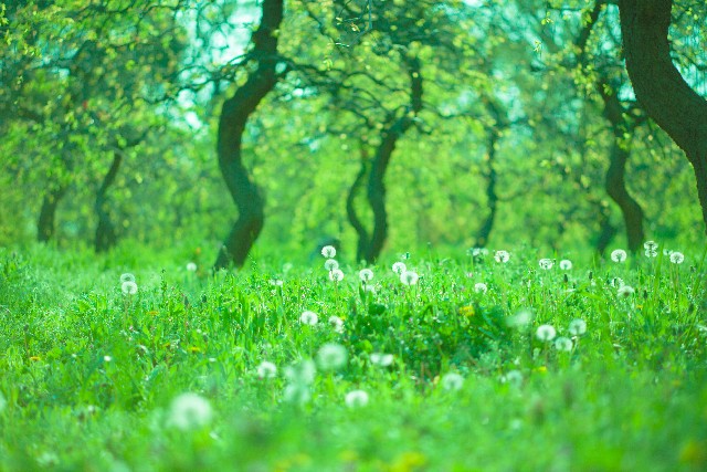 これが生えてたらラッキー 残しておきたい雑草とは 太陽と風とブロックのお庭つくり